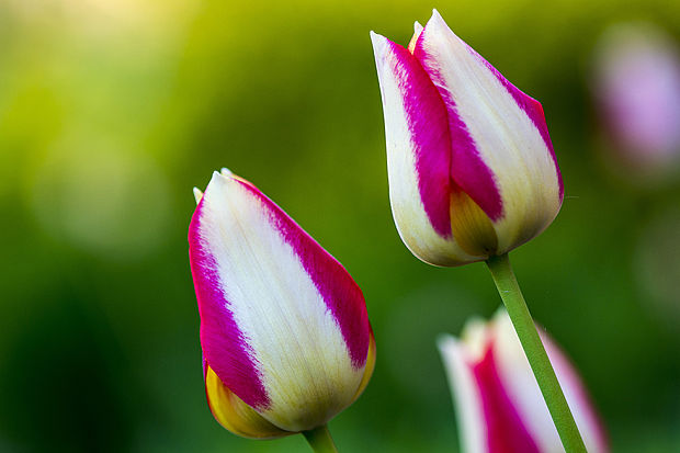 Tulipán Tulipa (Jacq.) J. Schröt.
