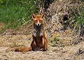 liška hrdzavá-lišiak