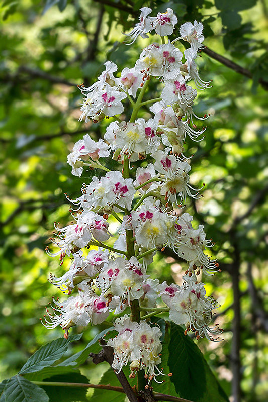 pagaštan konský Aesculus hippocastanum L.