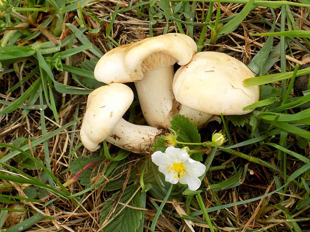 čírovnica májová Calocybe gambosa (Fr.) Donk