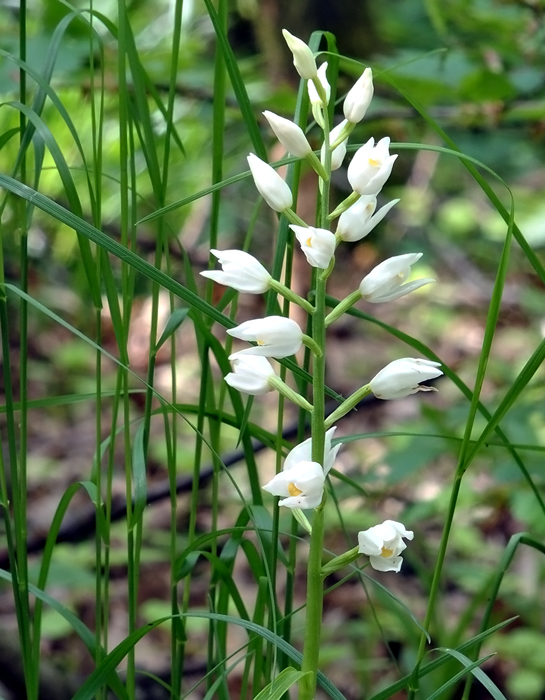 prilbovka dlholistá Cephalanthera longifolia (L.) Fritsch