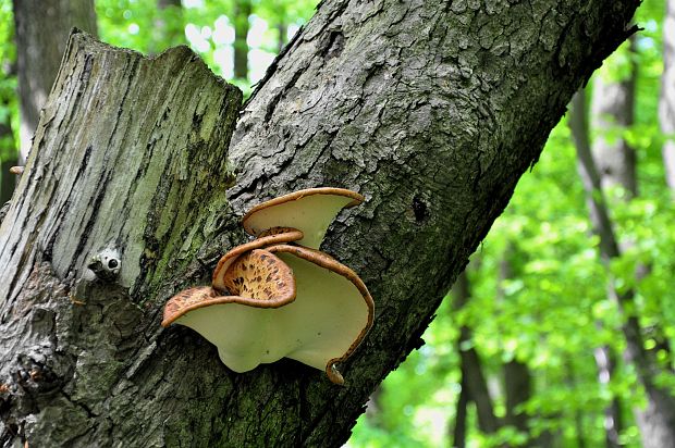 trúdnik šupinatý Cerioporus squamosus (Huds.) Quél.