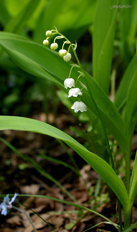 konvalinka voňavá Convallaria majalis L.