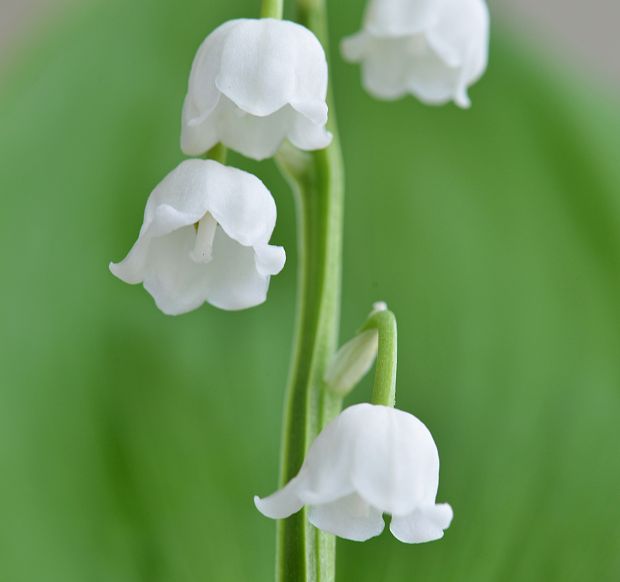 konvalinka voňavá Convallaria majalis L.