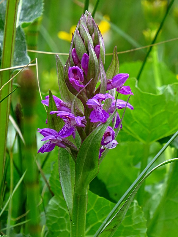 vstavačovec májový  Dactylorhiza majalis