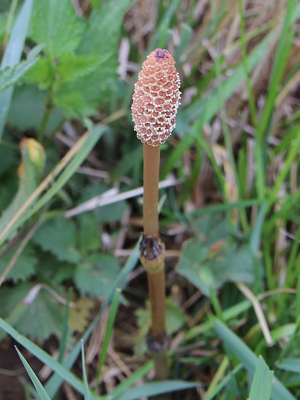 praslička roľná Equisetum arvense L.