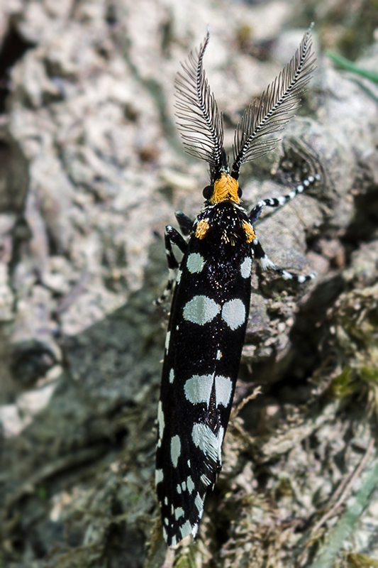 moľa ozdobná  Euplocamus anthracinalis