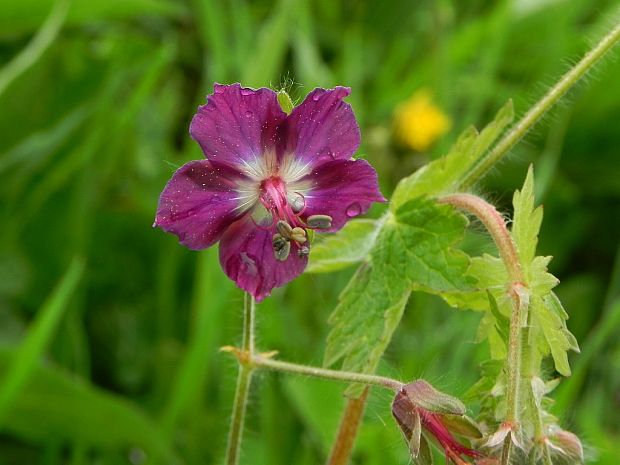 pakost hnedočervený Geranium phaeum L.