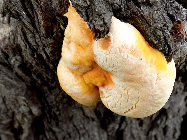 sírovec obyčajný Laetiporus sulphureus (Bull.) Murrill