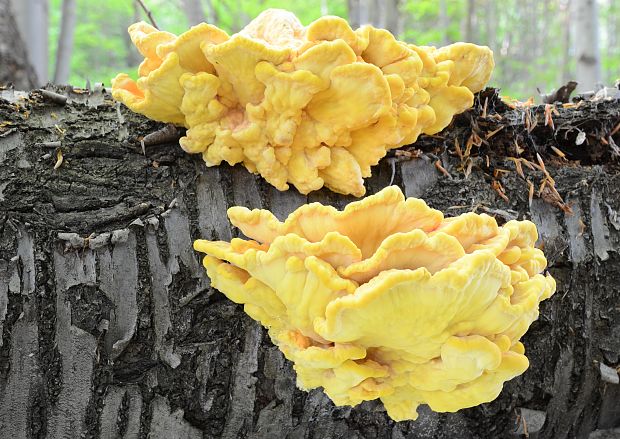 sírovec obyčajný Laetiporus sulphureus (Bull.) Murrill