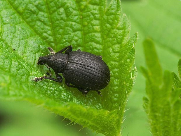 nosánik Liophloeus gibbus