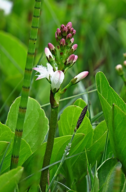 vachta trojlistá Menyanthes trifoliata L.