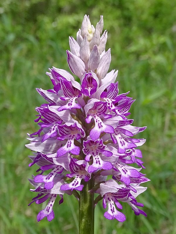 vstavač vojenský Orchis militaris L.