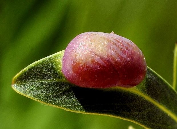 hálka piliarky Pontania acutifoliae daphnoides