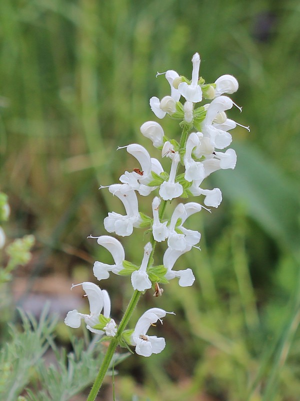 šalvia lúčna Salvia pratensis L.