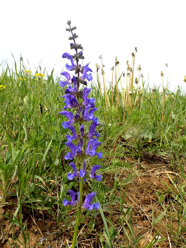 šalvia lúčna Salvia pratensis L.