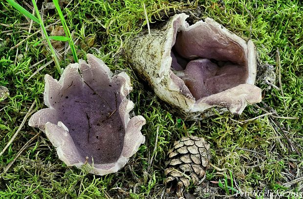 tulipánovka fialová Sarcosphaera coronaria (Jacq.) J. Schröt.