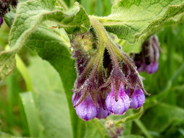 kostihoj lekársky Symphytum officinale L.