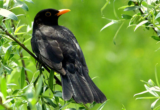 drozd čierny  Turdus merula