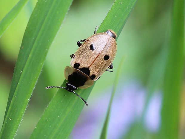 zdochlinár štvorbodkový Xylodrepa guadripunctata