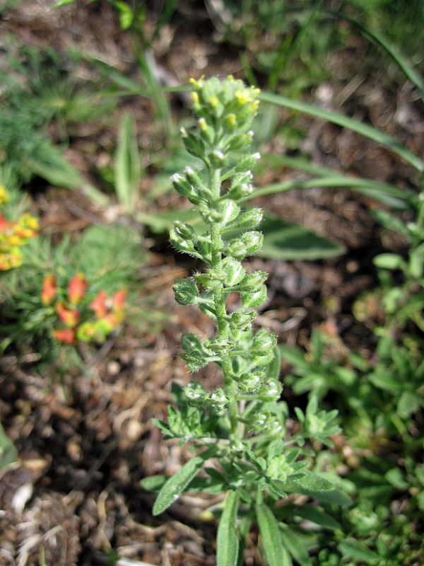 tarica kališnatá Alyssum alyssoides (L.) L.