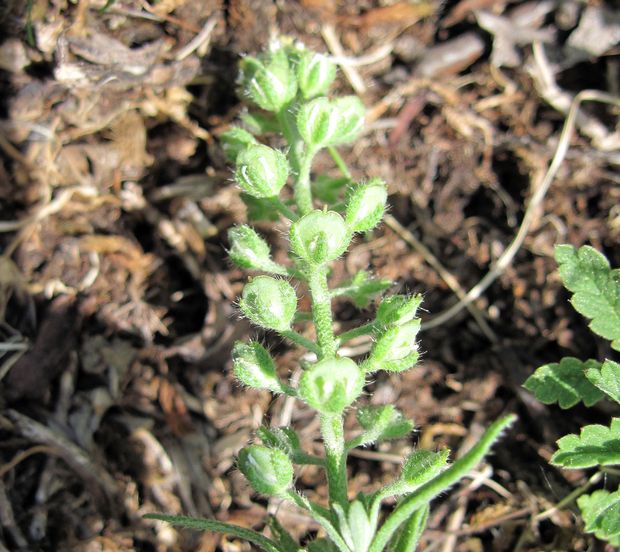 tarica kališnatá Alyssum alyssoides (L.) L.