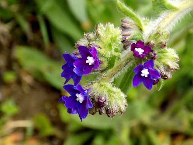 smohla lekárska Anchusa officinalis L.