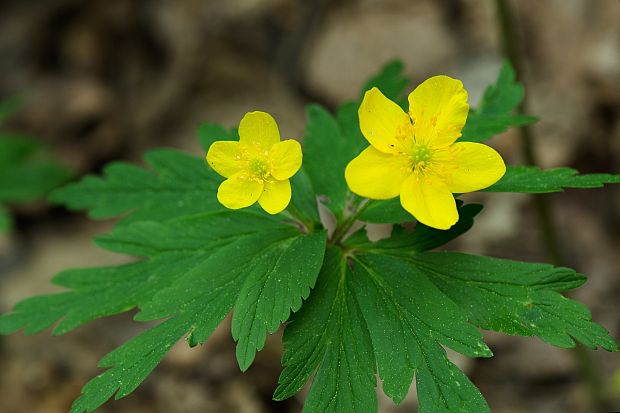 veternica iskerníkovitá Anemone ranunculoides L.