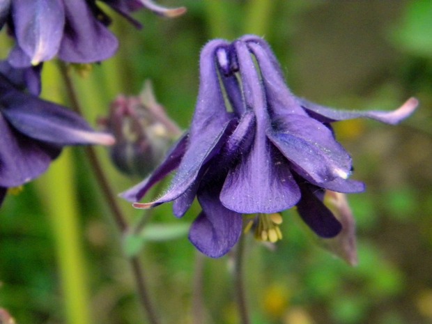 orlíček obyčajný Aquilegia vulgaris L.