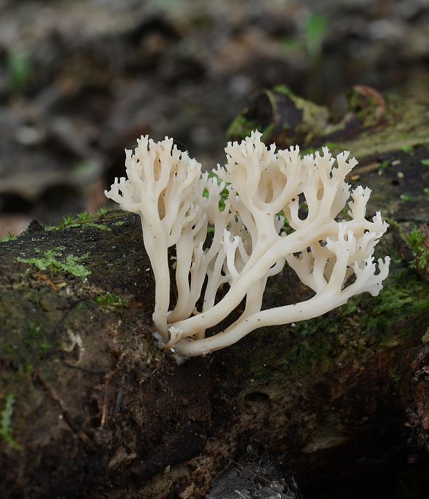 korunovec svietnikovitý Artomyces pyxidatus (Pers.) Jülich