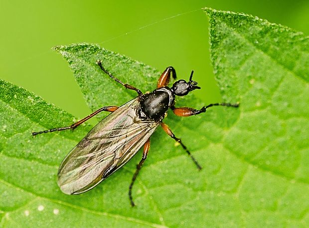 mušica Bibio johannis ♀