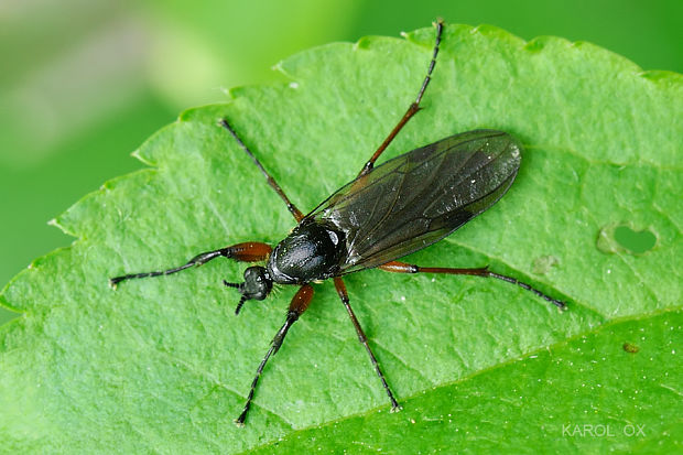 mušica Bibio johannis ♀