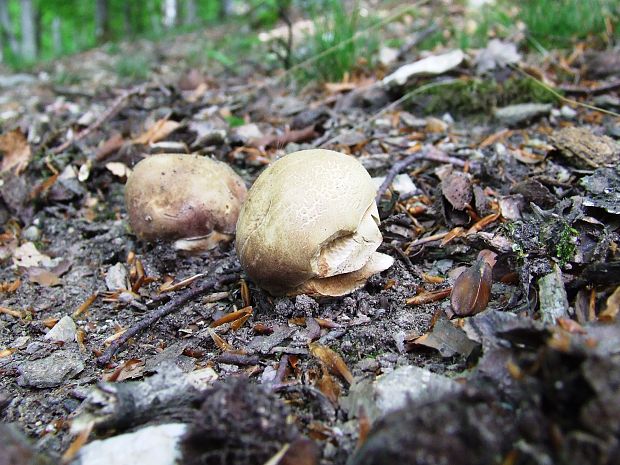 hríb sosnový Boletus pinophilus Pil. et Dermek in Pil.