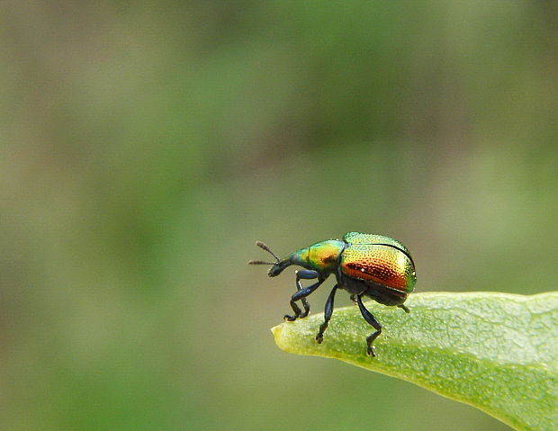 nosánik topolový Byctiscus populi