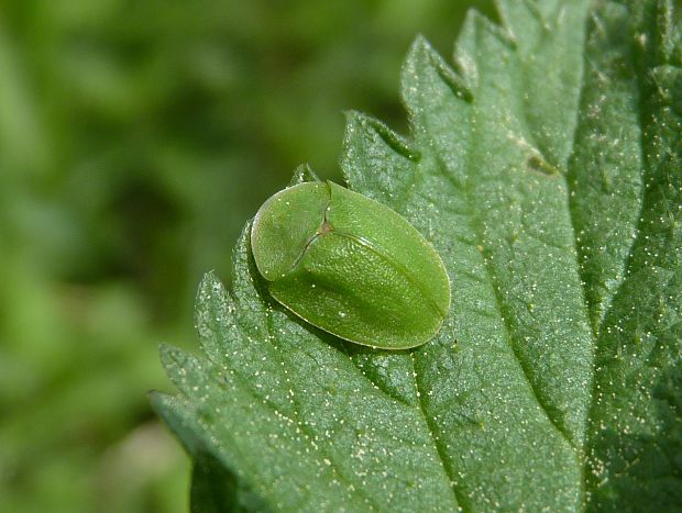 štítnatec / štítonoš zelený  Cassida viridis