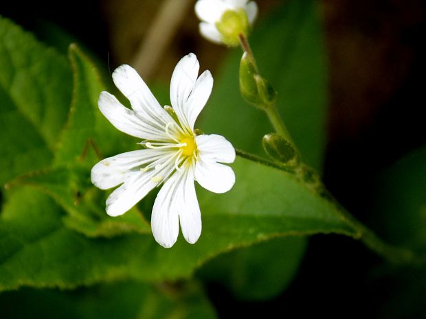 rožec Cerastium sp.