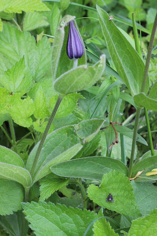 plamienok celistvolistý Clematis integrifolia L.