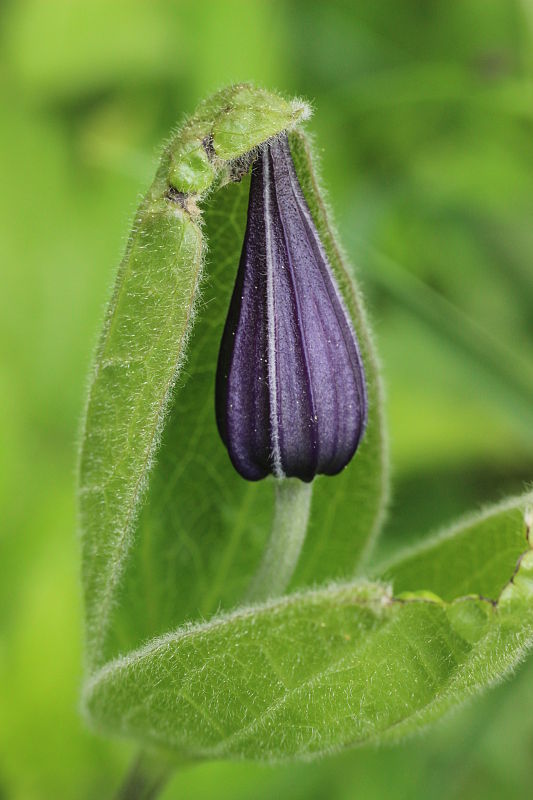 plamienok celistvolistý Clematis integrifolia L.