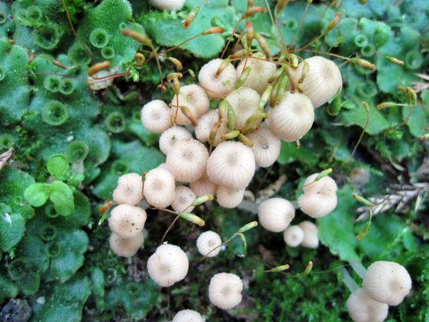 hnojník rozsiaty Coprinellus disseminatus (Pers.) J.E. Lange