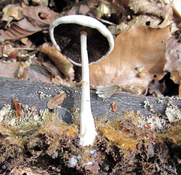 hnojník Coprinellus sp.