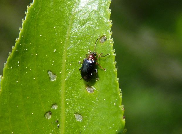 liskavka  Crepidodera aurata