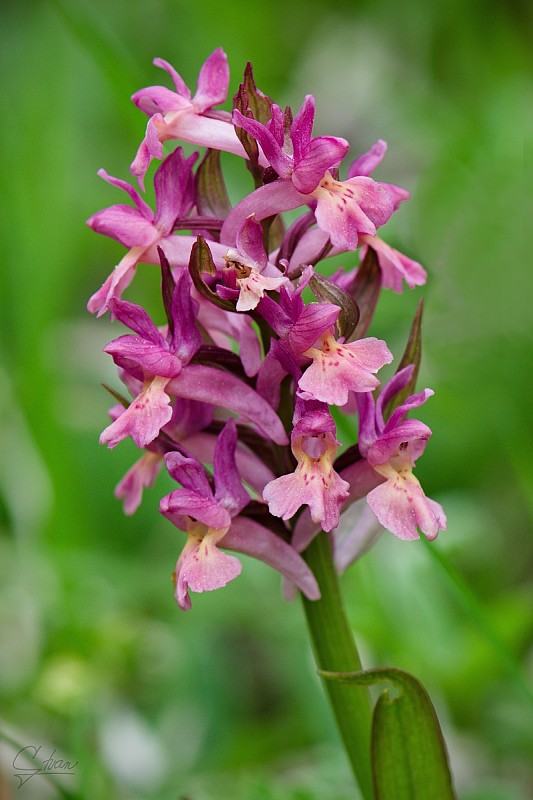 vstavačovec bazový Dactylorhiza sambucina (L.) Soó