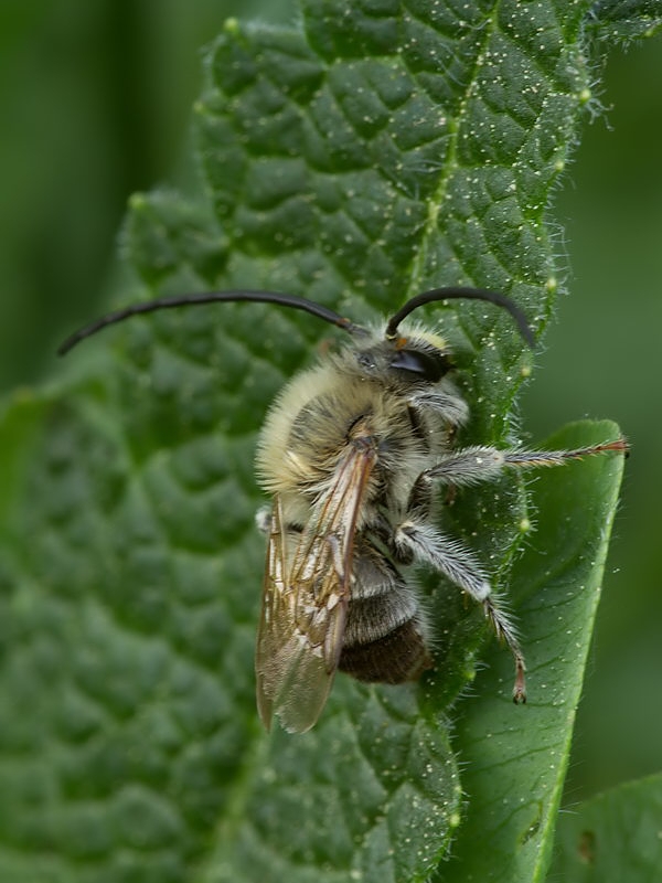 stepiarka dlhorohá Eucera longicornis