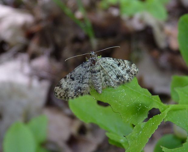 kvetnatka / píďalička  Eupithecia abietaria