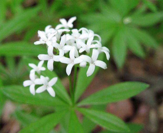 lipkavec marinkový Galium odoratum (L.) Scop.