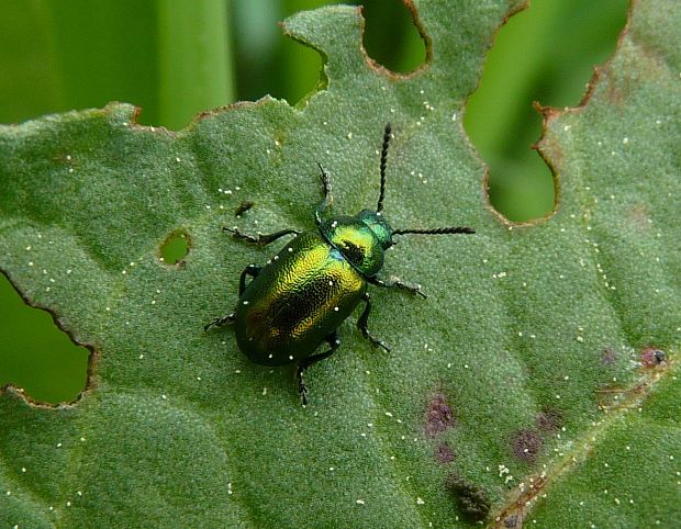 liskavka / mandelinka ředkvičková Gastrophysa viridula