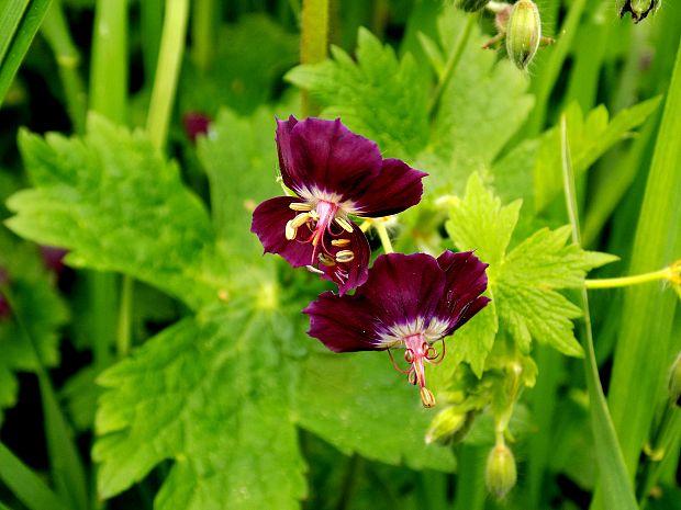 pakost hnedočervený Geranium phaeum L.