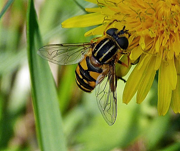 pestrica Helophilus pendulus  (Linnaeus, 1758)