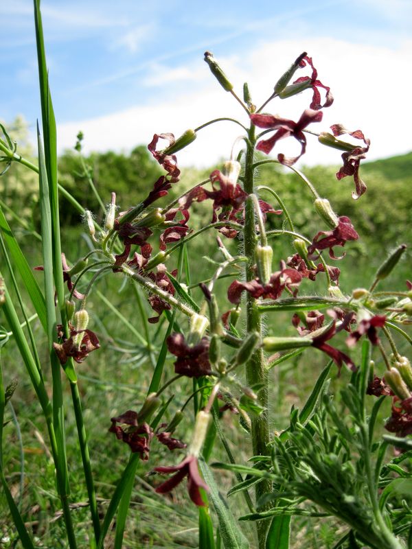 večernica smutná Hesperis tristis L.