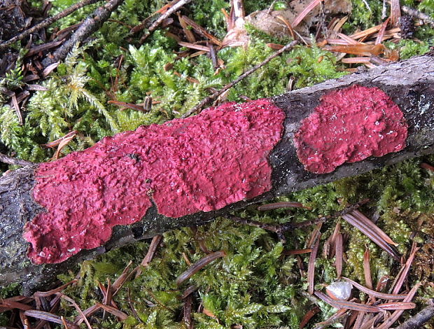 kožnačka červená Hymenochaete cruenta (Pers.) Donk